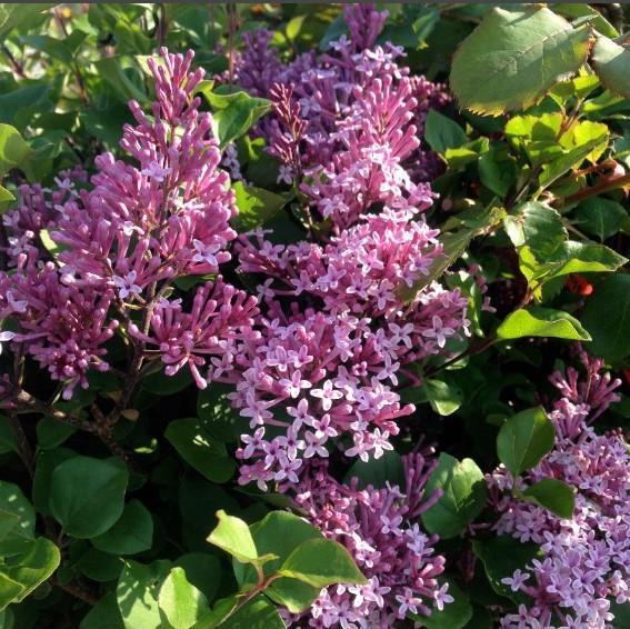 Syringa Meyeri 'palibin' Tree Form - View 19 from www redcrocus com