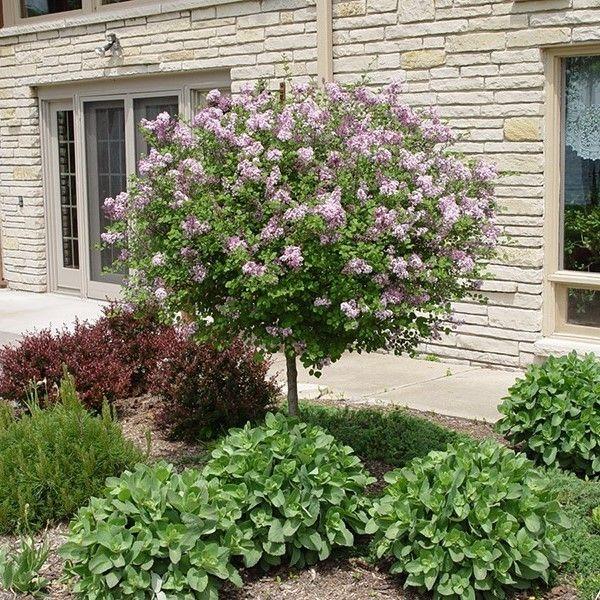 Syringa Meyeri 'palibin' Tree Form - View 20 from www redcrocus com