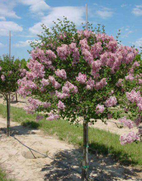 Syringa Meyeri 'palibin' Tree Form - View 21 from www redcrocus com