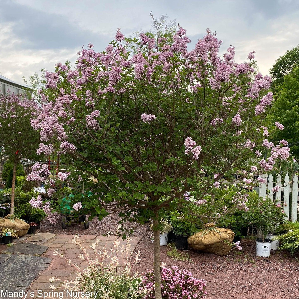 Syringa Meyeri 'palibin' Tree Form - View 23 from www redcrocus com