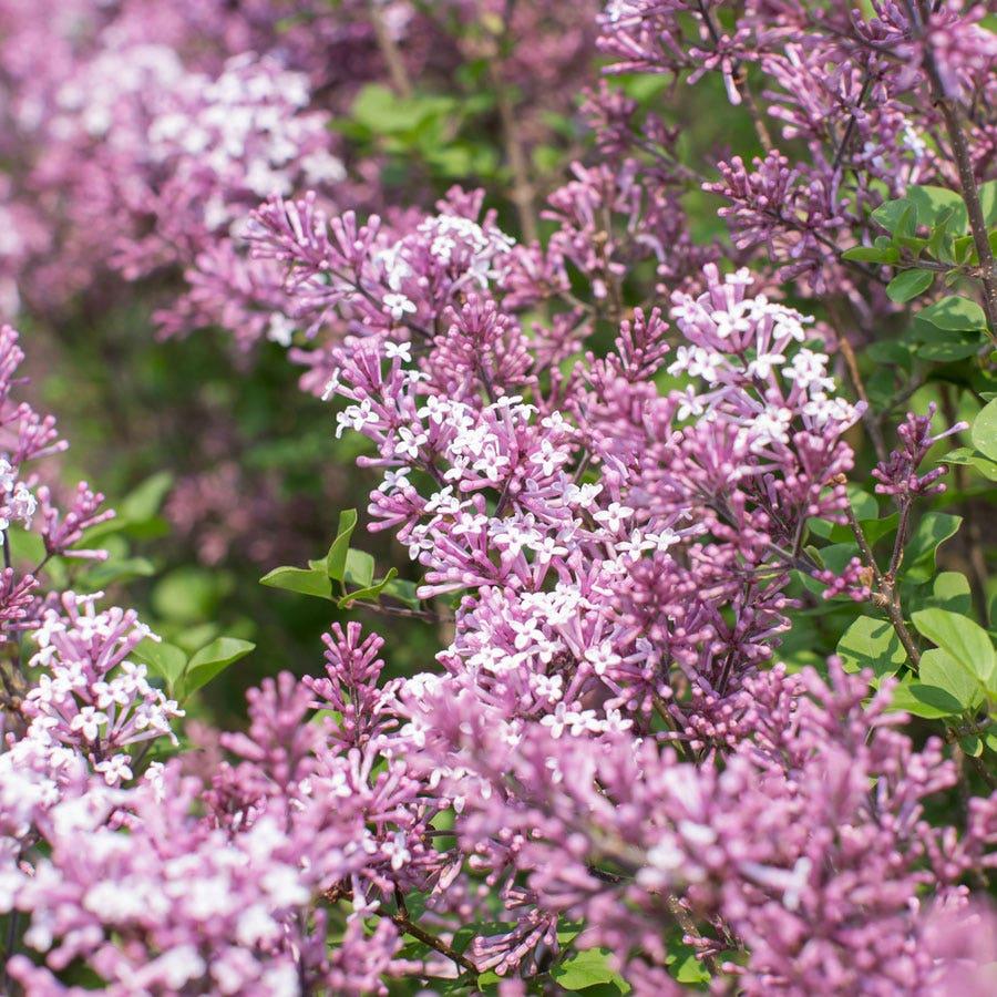 Syringa Meyeri 'palibin' Tree Form - View 24 from www redcrocus com