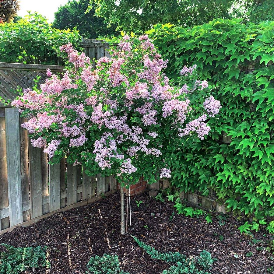 Syringa Meyeri 'palibin' Tree Form - View 26 from www redcrocus com