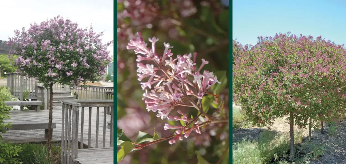 Syringa Meyeri 'palibin' Tree Form - View 29 from www redcrocus com