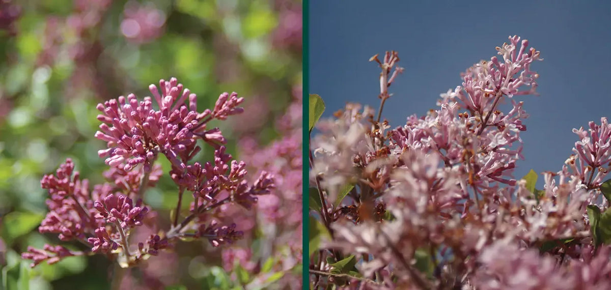 Syringa Meyeri 'palibin' Tree Form - View 31 from www redcrocus com
