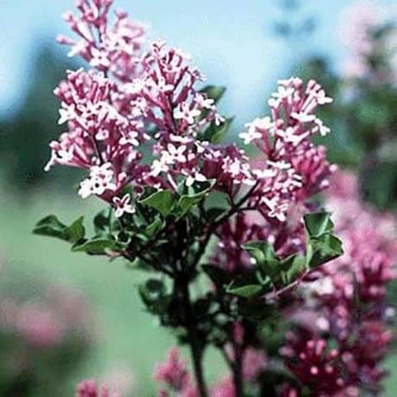 Syringa Meyeri 'palibin' Tree Form - View 34 from www redcrocus com