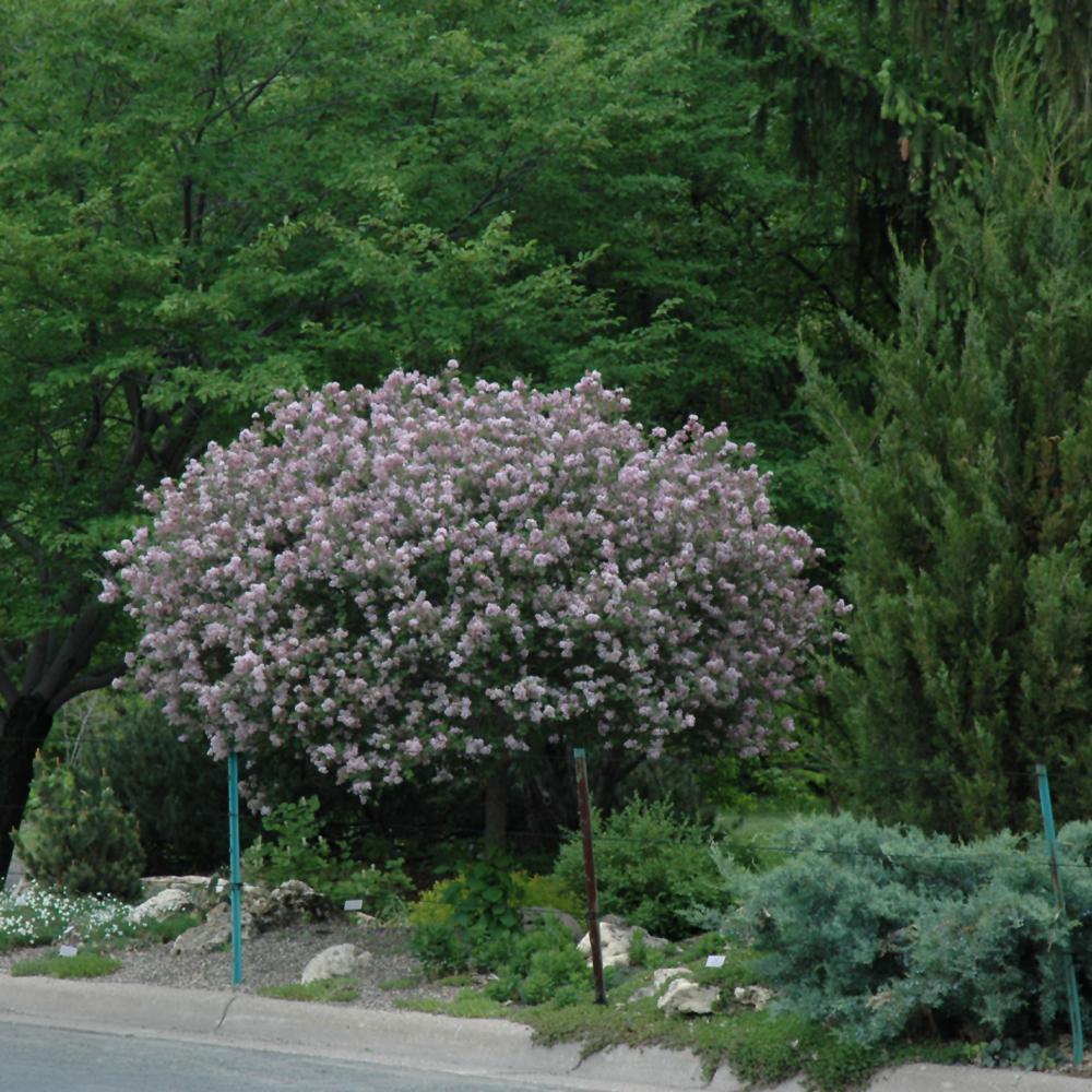 Syringa Meyeri 'palibin' Tree Form - View 37 from www redcrocus com