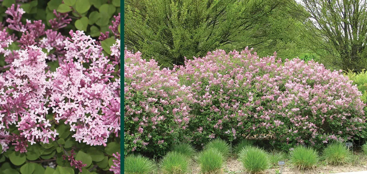 Syringa Meyeri 'palibin' Tree Form - View 39 from www redcrocus com