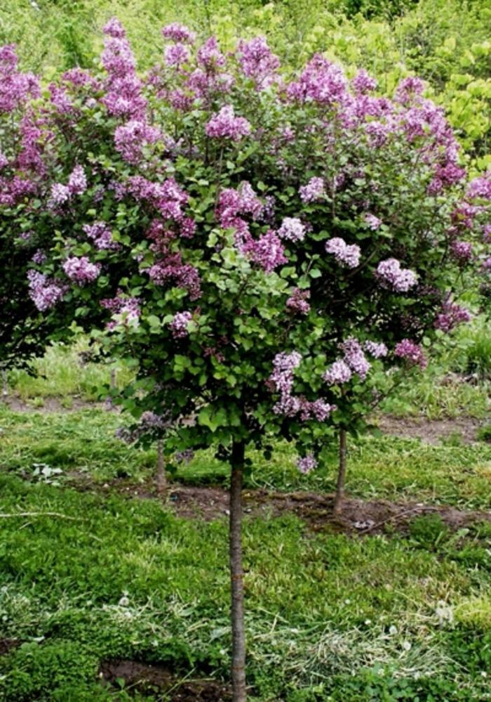 Syringa Meyeri 'palibin' Tree Form - View 3 from www redcrocus com