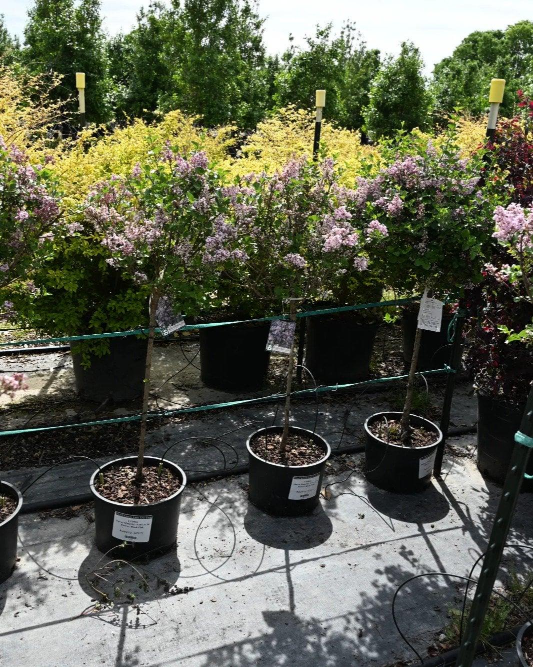 Syringa Meyeri 'palibin' Tree Form - View 40 from www redcrocus com