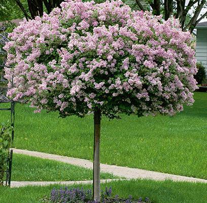 Syringa Meyeri 'palibin' Tree Form - View 4 from www redcrocus com