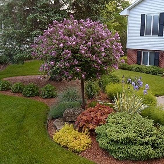 Syringa Meyeri 'palibin' Tree Form - View 8 from www redcrocus com
