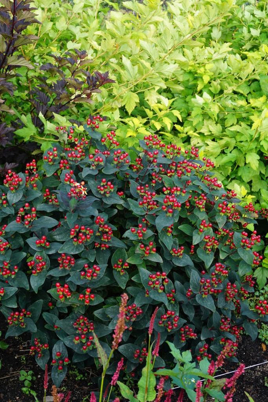 Hypericum Midnight Glow - View 11 from www redcrocus com