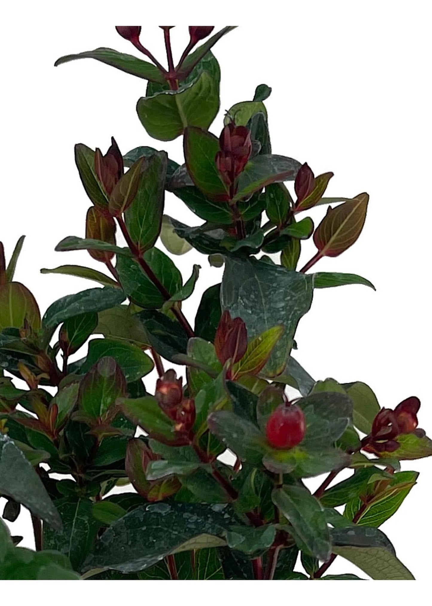 Hypericum Midnight Glow - View 12 from www redcrocus com