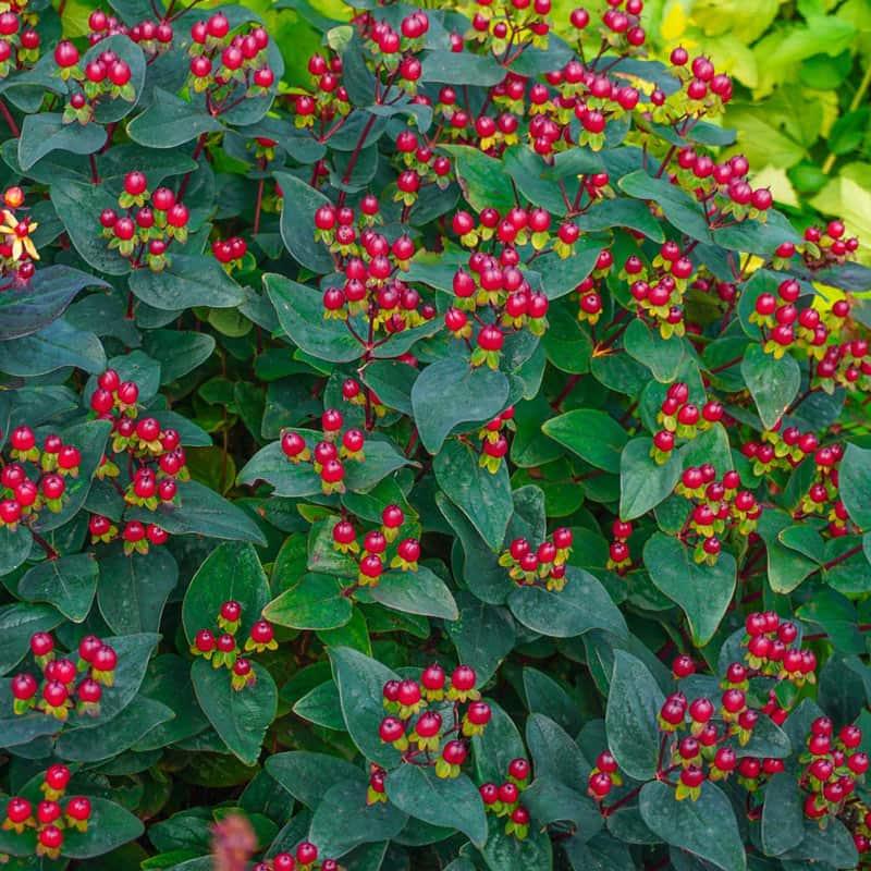 Hypericum Midnight Glow - View 13 from www redcrocus com