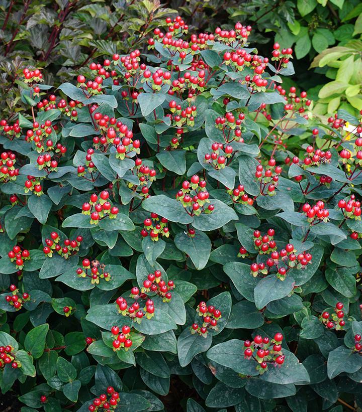 Hypericum Midnight Glow - View 14 from www redcrocus com