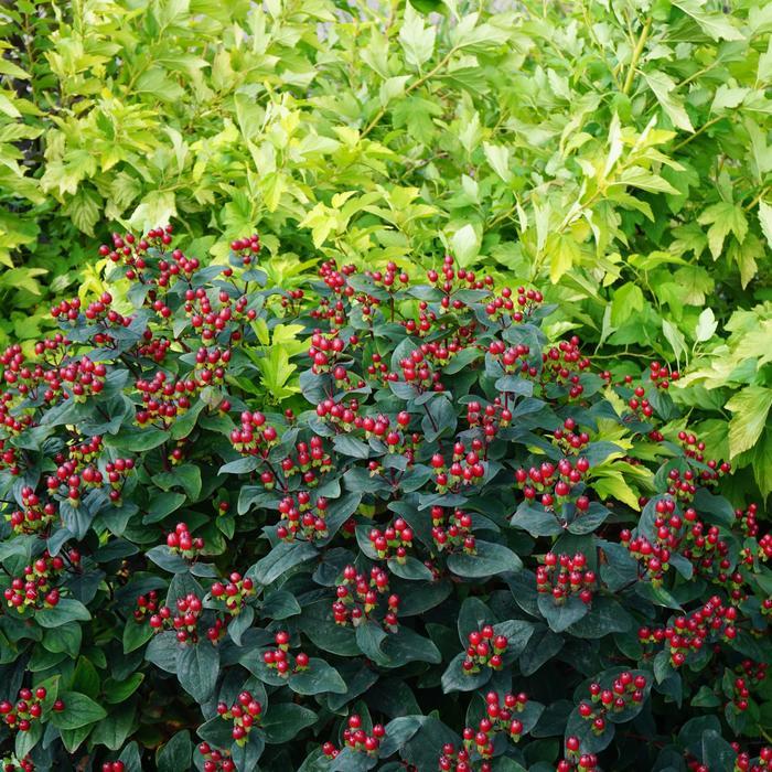 Hypericum Midnight Glow - View 15 from www redcrocus com