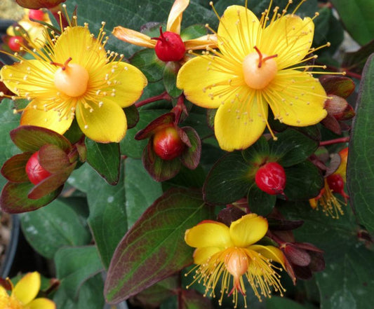 Hypericum Midnight Glow - View 1 from www redcrocus com