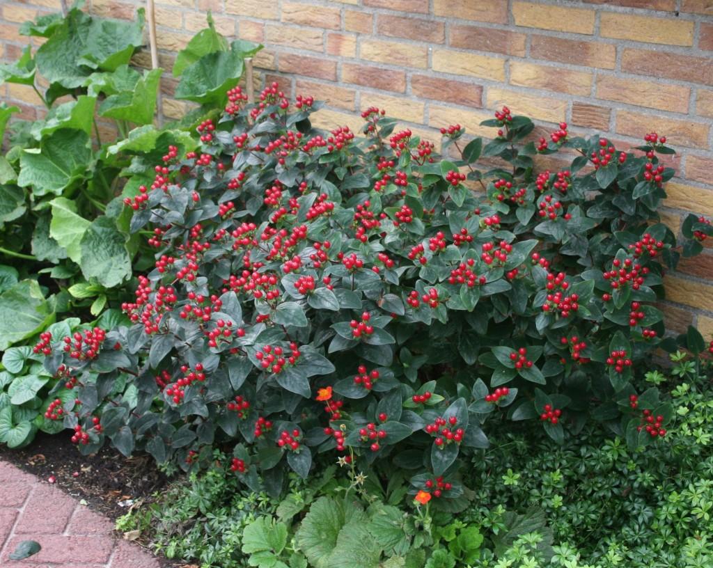 Hypericum Midnight Glow - View 2 from www redcrocus com