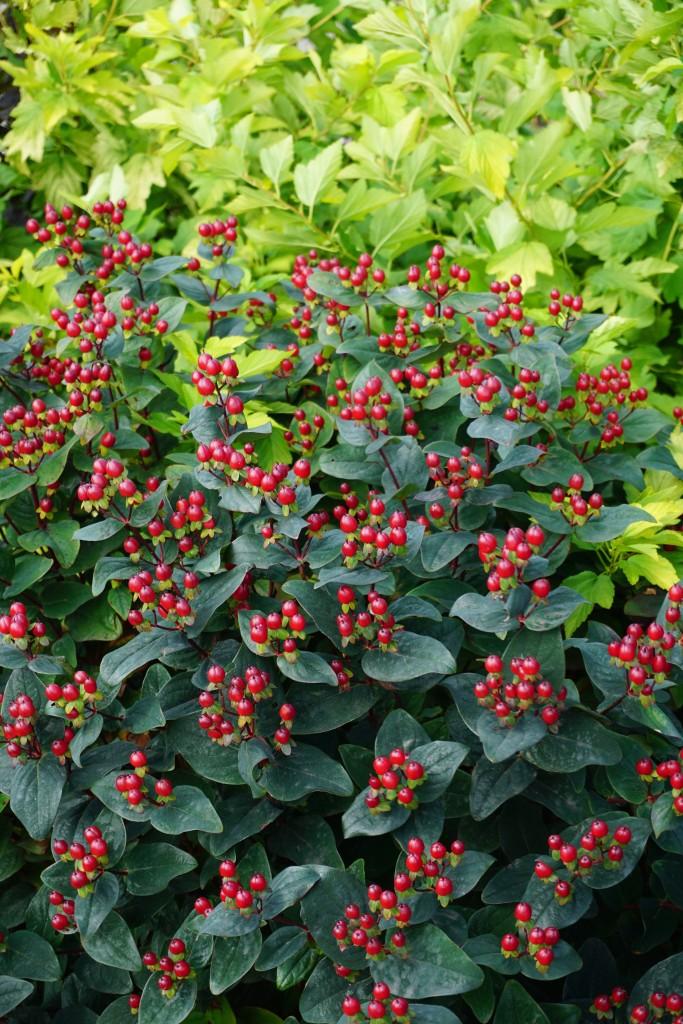 Hypericum Midnight Glow - View 3 from www redcrocus com