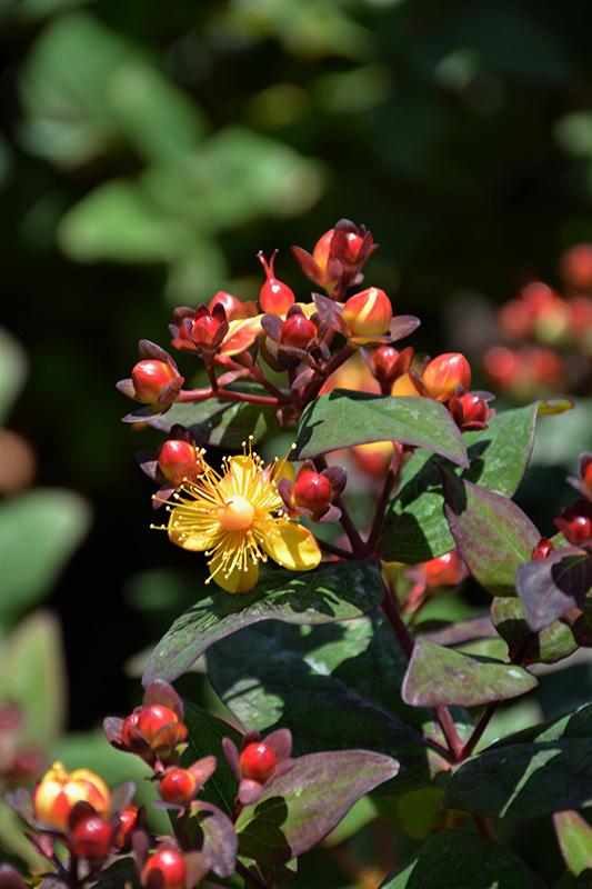 Hypericum Midnight Glow - View 4 from www redcrocus com