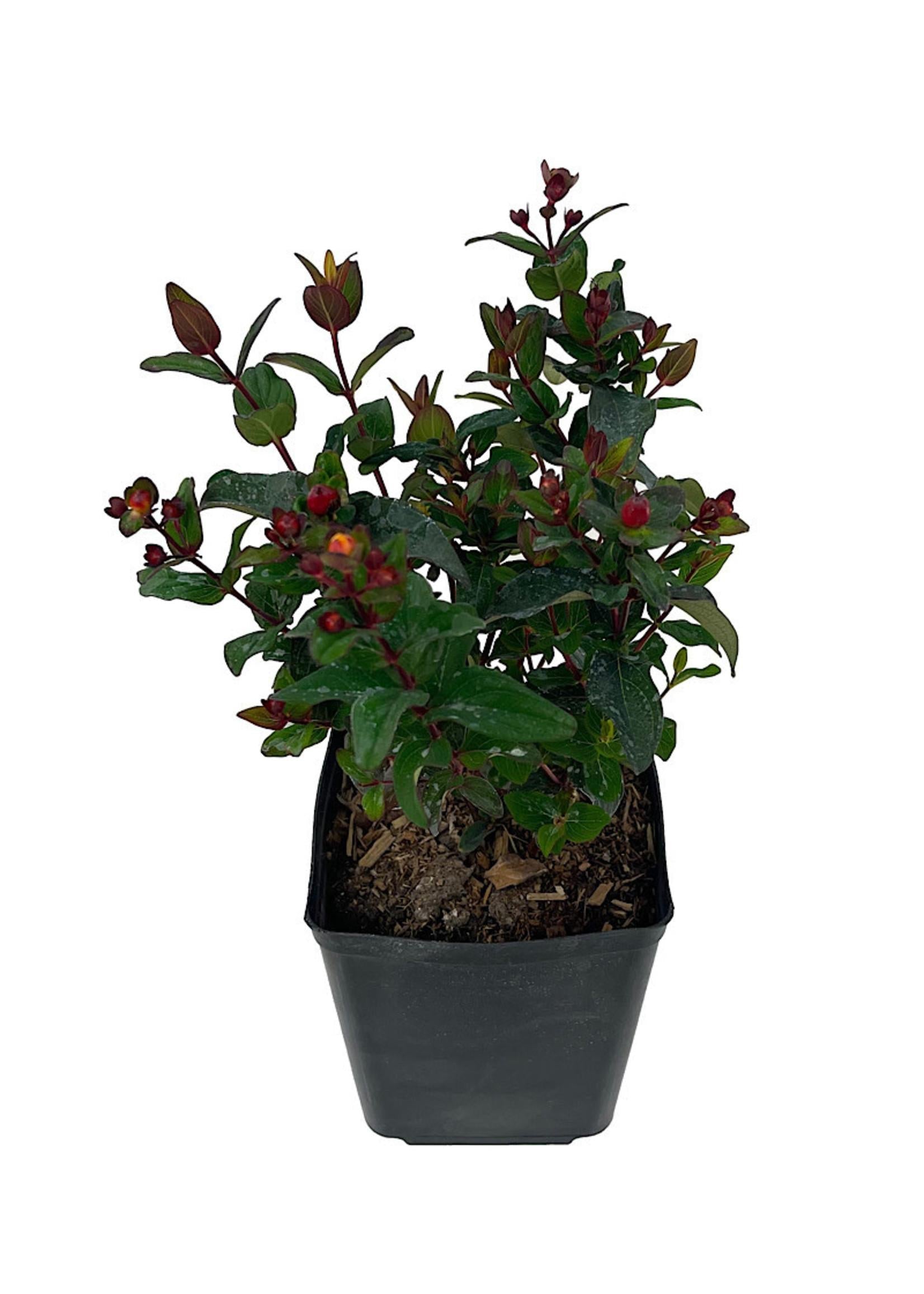 Hypericum Midnight Glow - View 5 from www redcrocus com