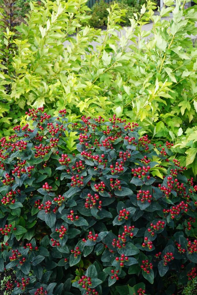 Hypericum Midnight Glow - View 6 from www redcrocus com