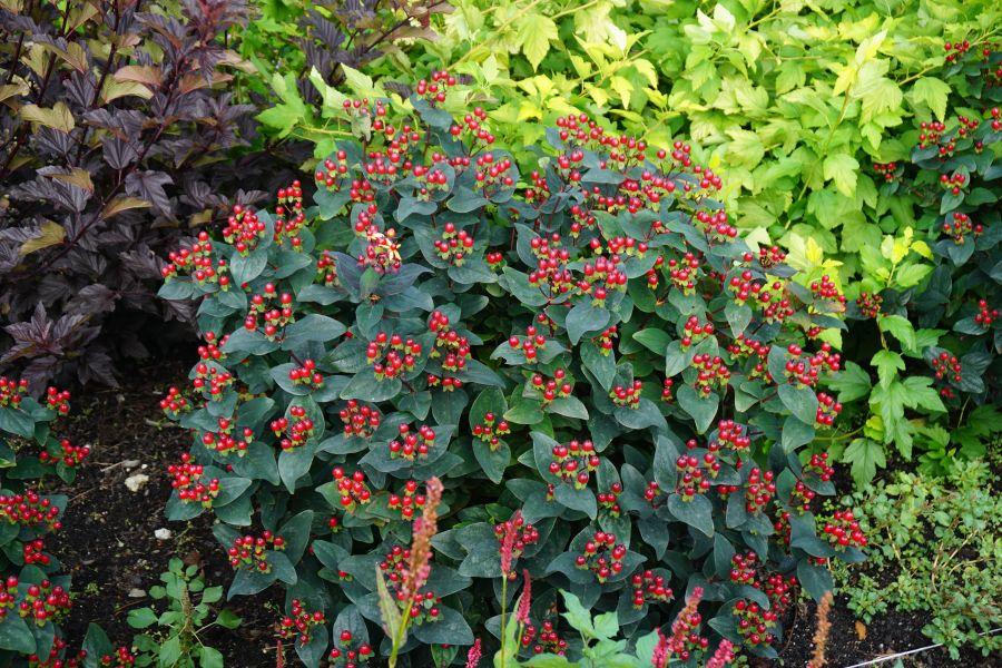 Hypericum Midnight Glow - View 7 from www redcrocus com