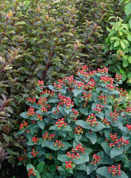 Hypericum Midnight Glow - View 8 from www redcrocus com