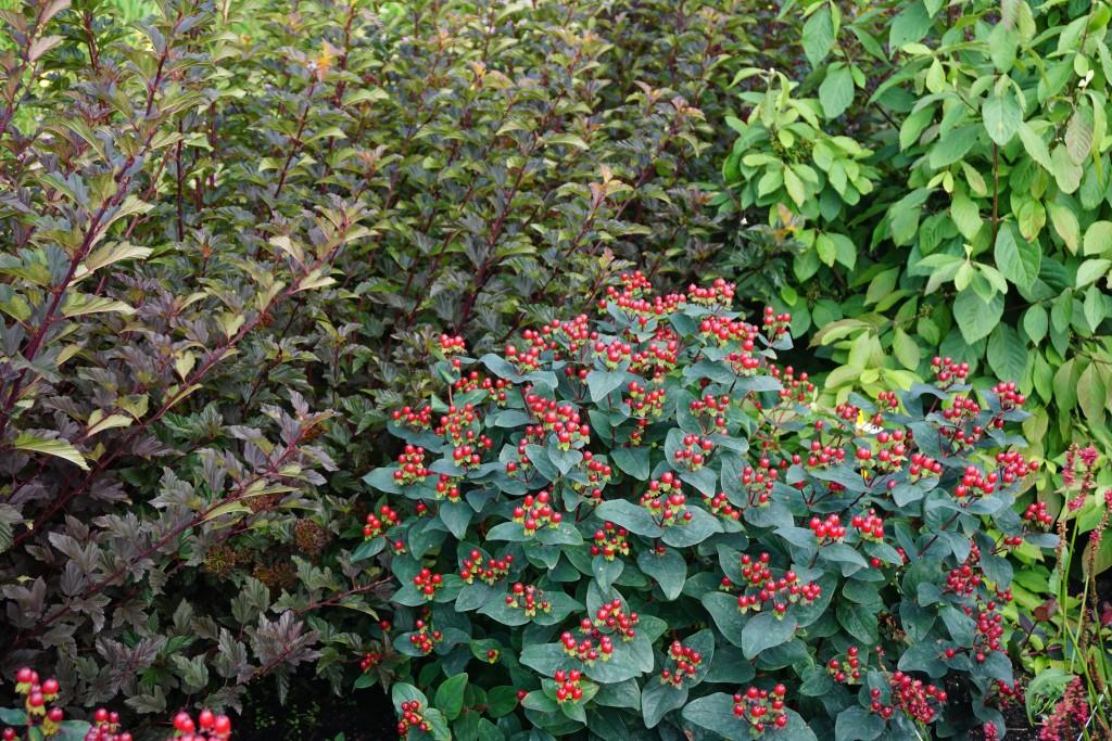 Hypericum Midnight Glow - View 9 from www redcrocus com