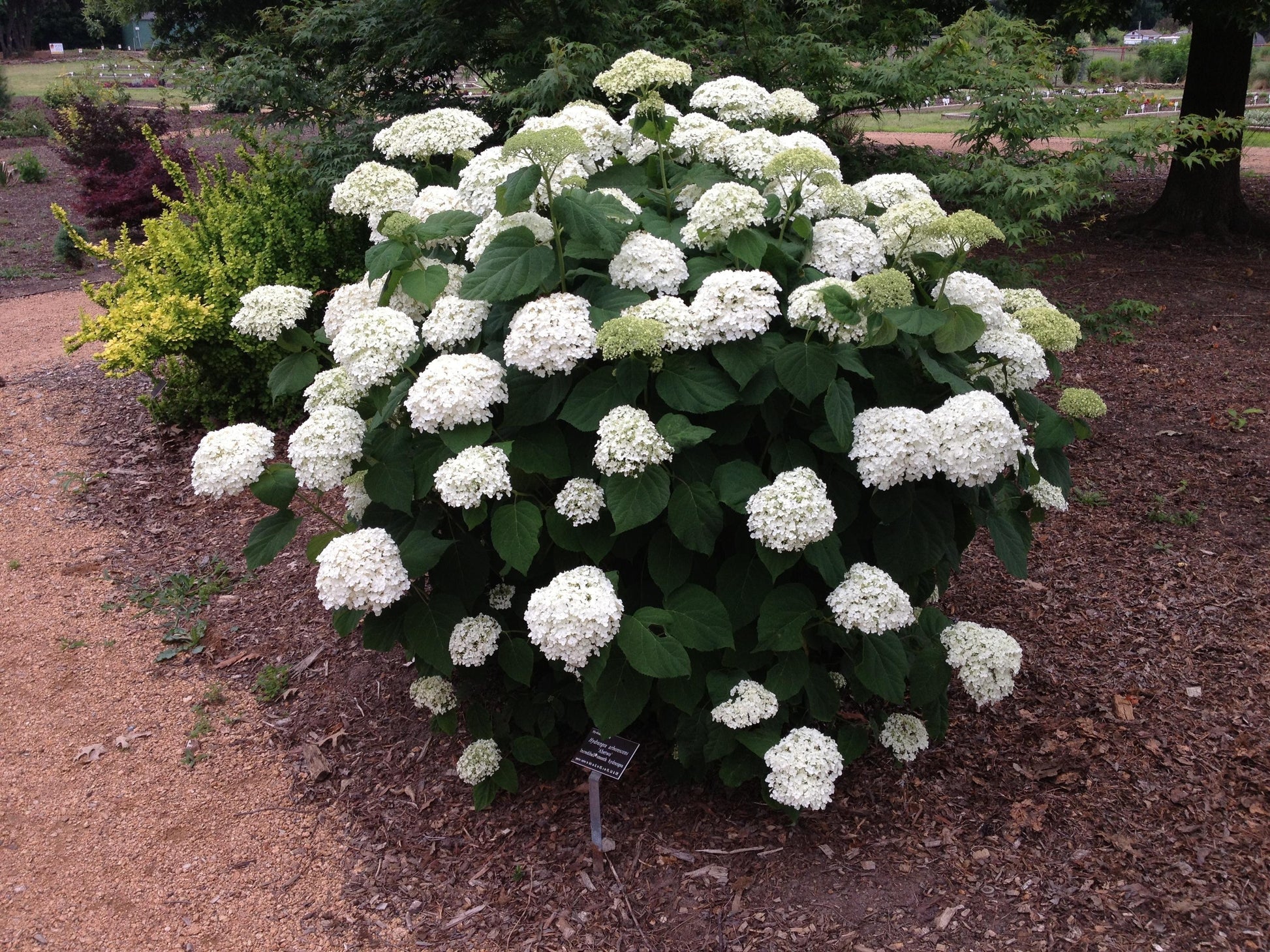Hydrangea Arborescens 'incrediball' - View 10 from www redcrocus com