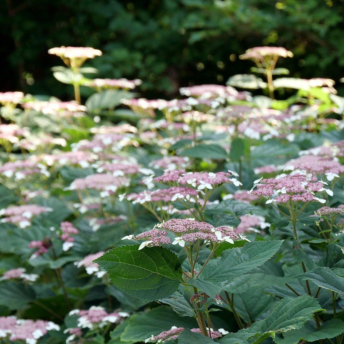 Hydrangea Arborescens 'incrediball' - View 11 from www redcrocus com