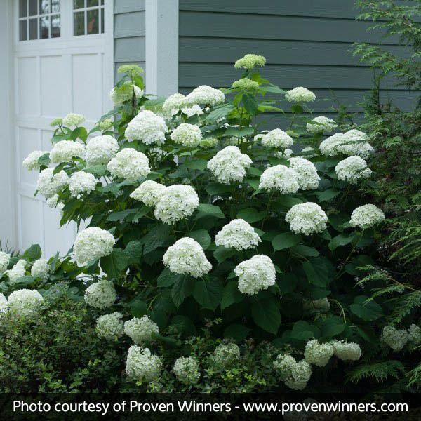 Hydrangea Arborescens 'incrediball' - View 12 from www redcrocus com