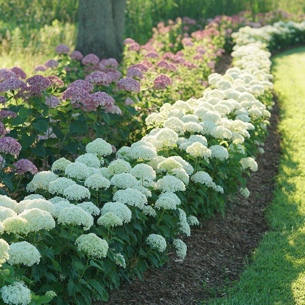 Hydrangea Arborescens 'incrediball' - View 15 from www redcrocus com
