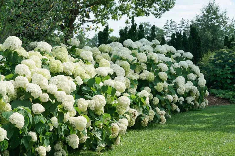 Hydrangea Arborescens 'incrediball' - View 1 from www redcrocus com