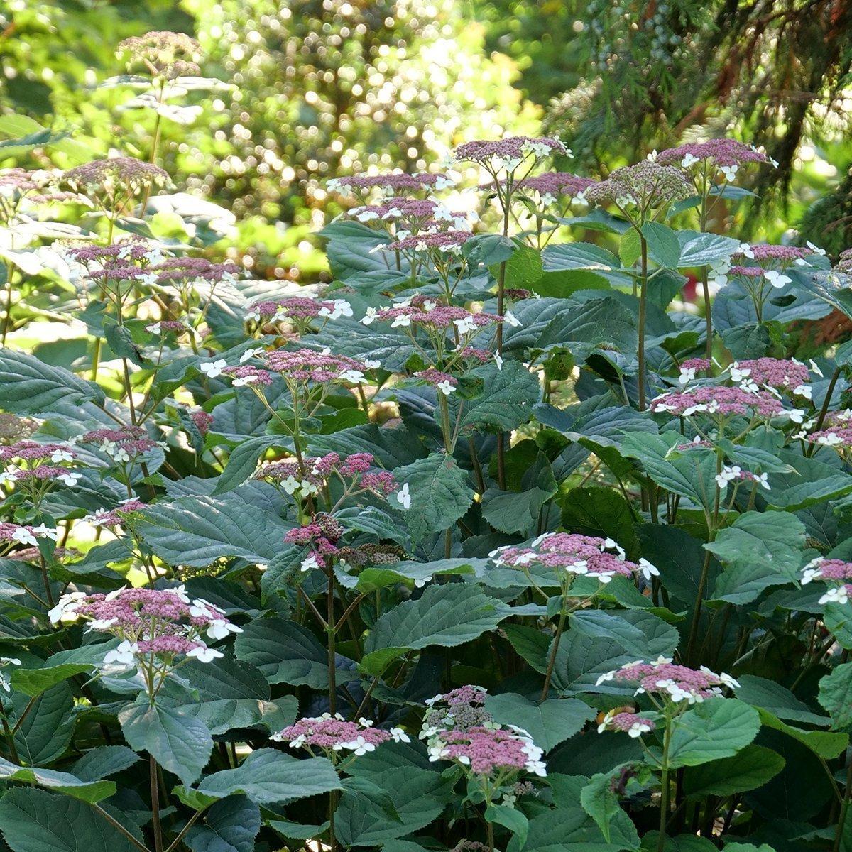 Hydrangea Arborescens 'incrediball' - View 20 from www redcrocus com