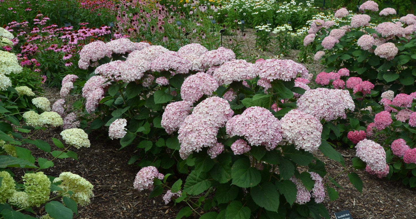Hydrangea Arborescens 'incrediball' - View 27 from www redcrocus com
