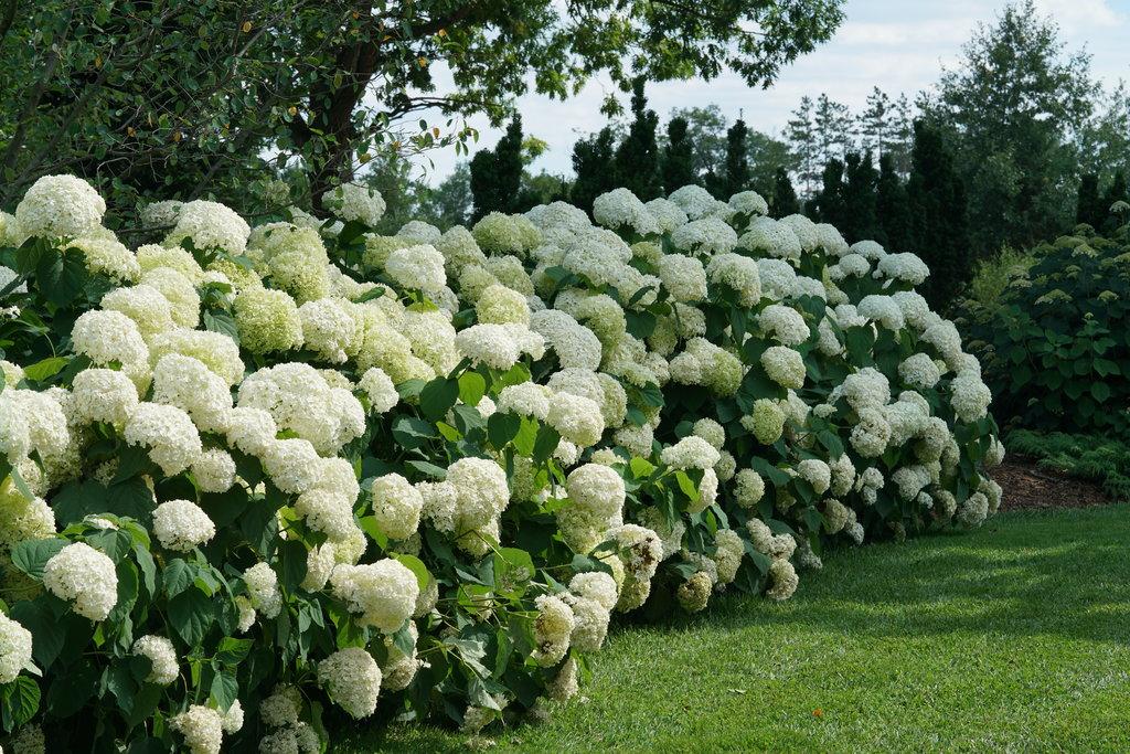 Hydrangea Arborescens 'incrediball' - View 2 from www redcrocus com