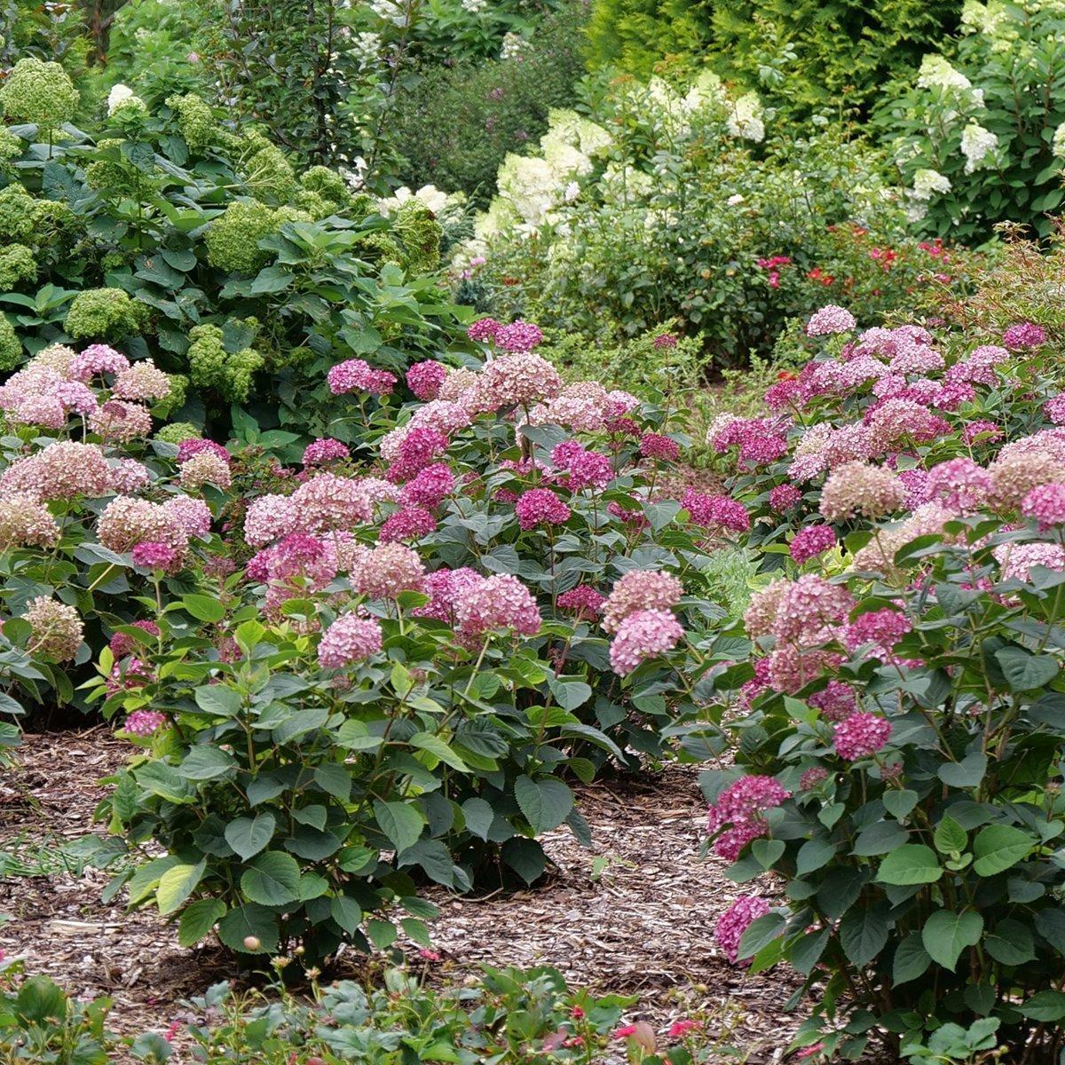 Hydrangea Arborescens 'incrediball' - View 30 from www redcrocus com
