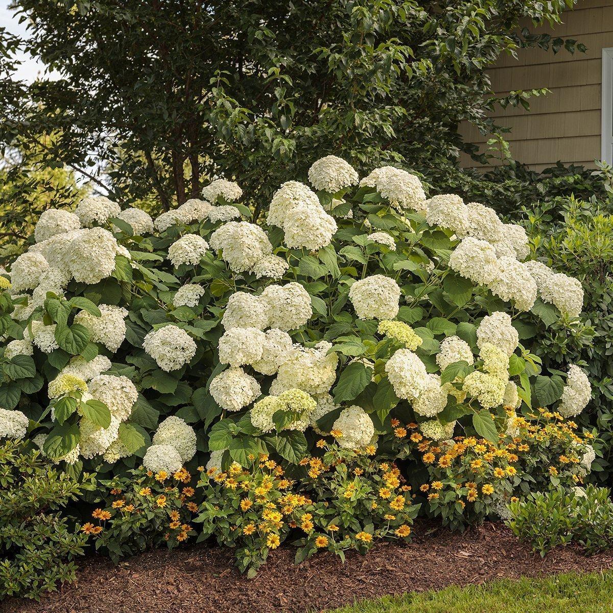 Hydrangea Arborescens 'incrediball' - View 31 from www redcrocus com