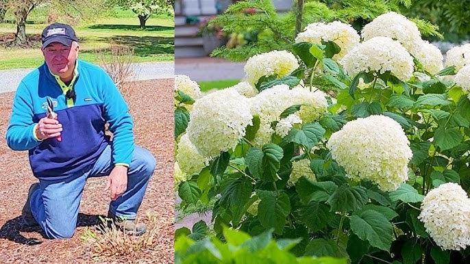 Hydrangea Arborescens 'incrediball' - View 32 from www redcrocus com
