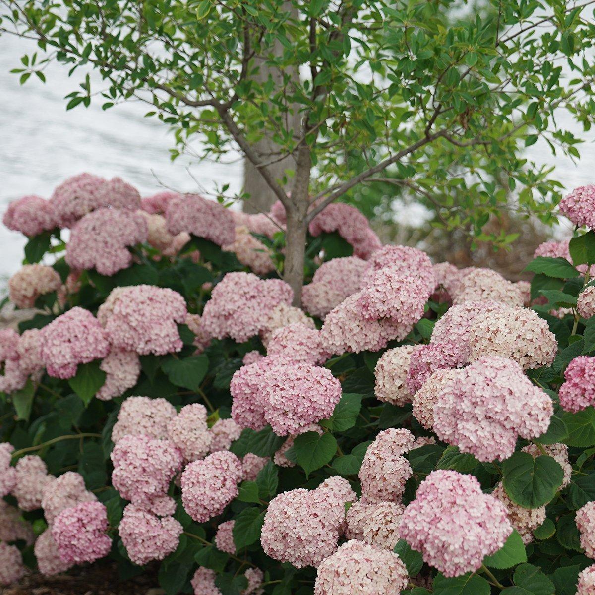 Hydrangea Arborescens 'incrediball' - View 33 from www redcrocus com