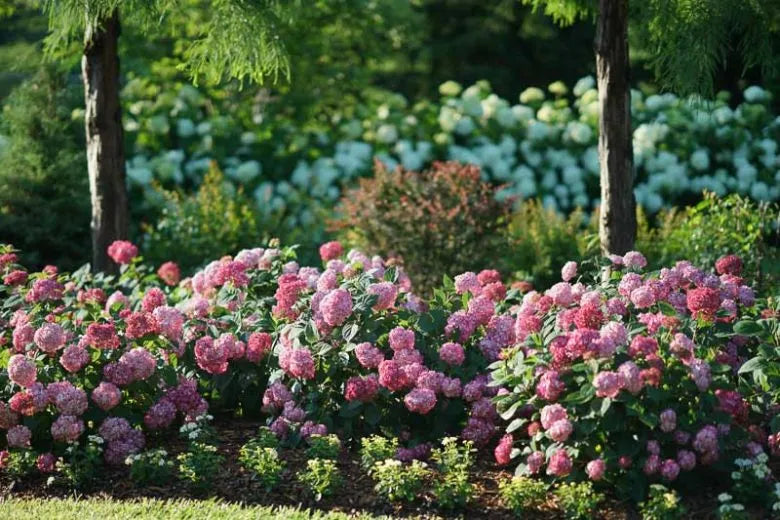 Hydrangea Arborescens 'incrediball' - View 39 from www redcrocus com