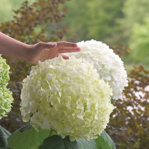Hydrangea Arborescens 'incrediball' - View 5 from www redcrocus com