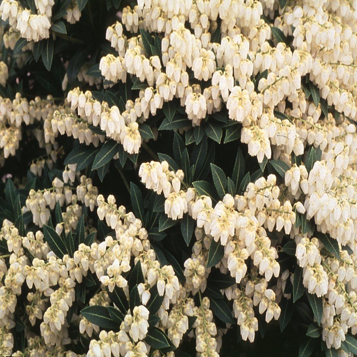 Pieris Japonica Cavatine - View 8 from www redcrocus com