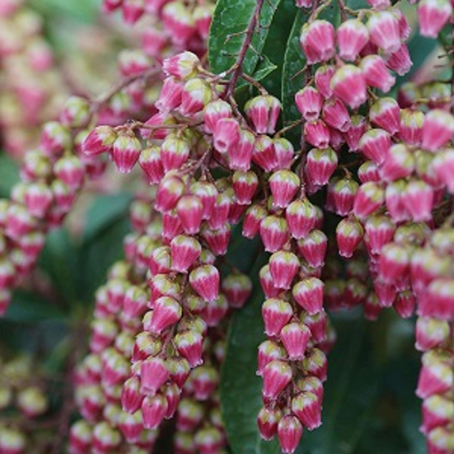 Pieris Japonica Cavatine - View 9 from www redcrocus com