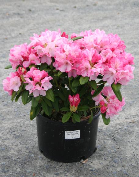 Rhododendron Yakushimanum Yaku Prince - View 12 from www redcrocus com