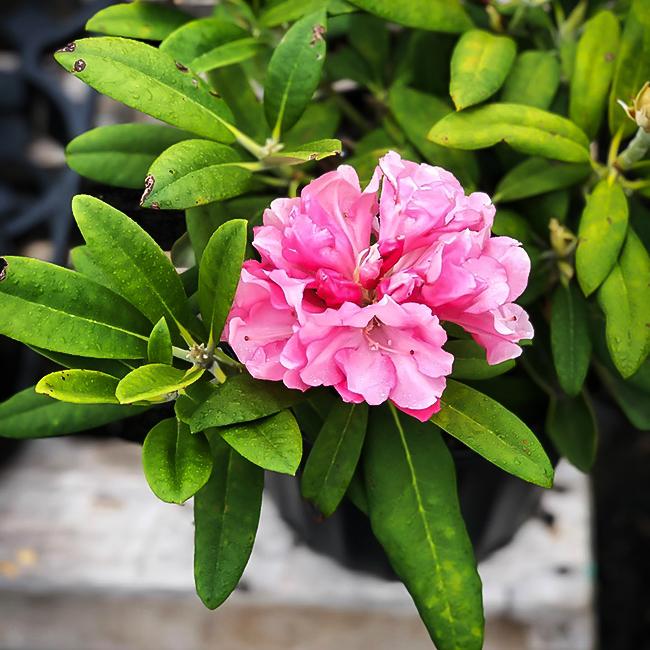 Rhododendron Yakushimanum Yaku Prince - View 15 from www redcrocus com