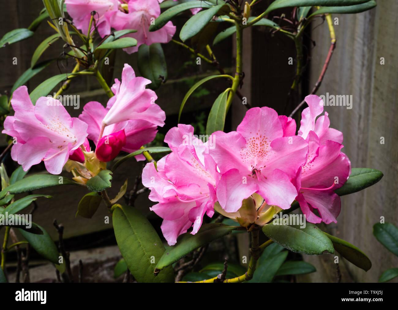 Rhododendron Yakushimanum Yaku Prince - View 18 from www redcrocus com