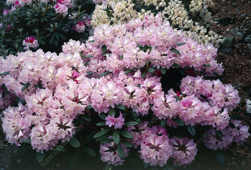 Rhododendron Yakushimanum Yaku Prince - View 19 from www redcrocus com