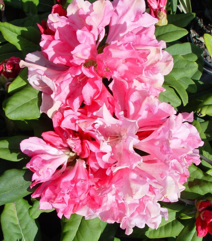Rhododendron Yakushimanum Yaku Prince - View 20 from www redcrocus com